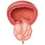 Renal Function